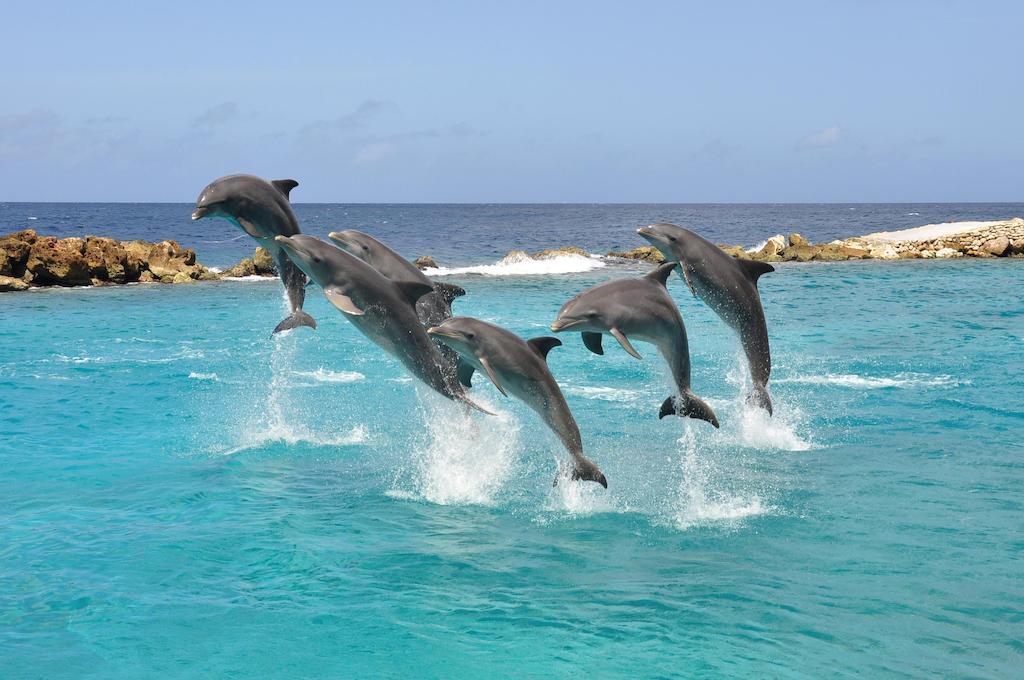 Dolphin Suites & Wellness Curacao Willemstad Esterno foto